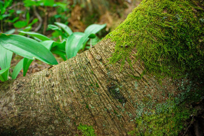 Close-up of tree trunk in forest