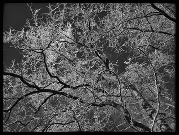 Low angle view of bare trees