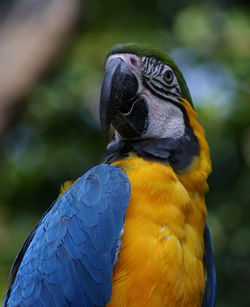 Close-up of a parrot