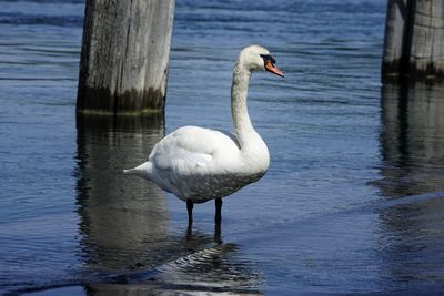 Swan in lake