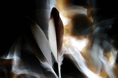 Close-up of white feather