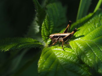 Close-up of insect on leaf