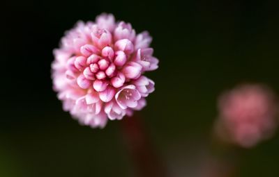 Close-up of pink flower blooming outdoors