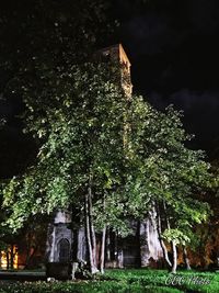 Low angle view of trees against sky at night