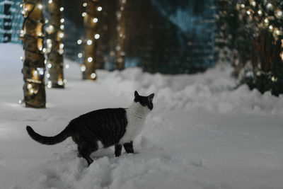 View of cat on snow covered field