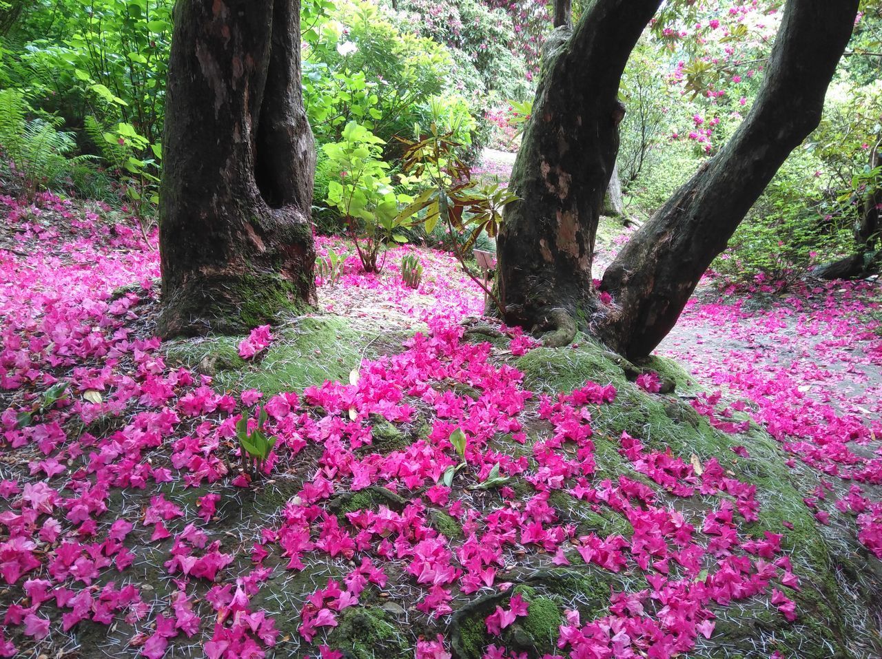 VIEW OF FLOWERING PLANTS IN PARK