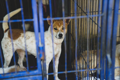 Portrait of dog in cage