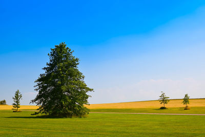 Trees on grassy field against clear blue sky