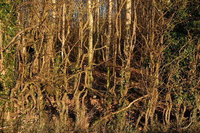 Trees in forest