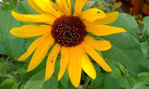 Close-up of sunflower blooming outdoors
