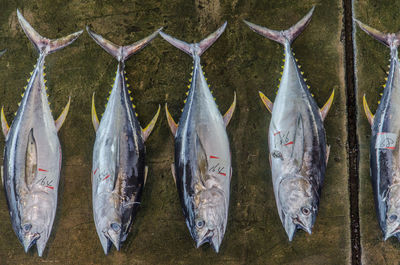 Panoramic shot of fish hanging on clothesline