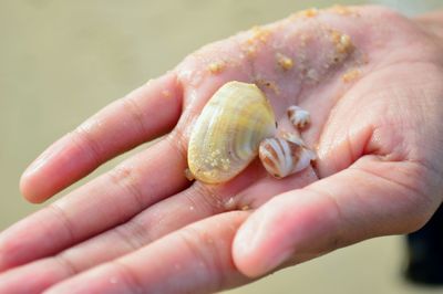 Close-up of hand holding seashell