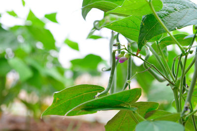 Close-up of plant against blurred background