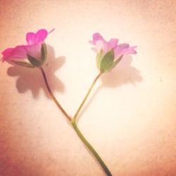 Close-up of flowers