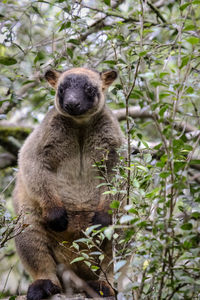 Portrait of lumholtz tree kangaroo on tree