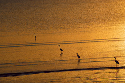 Silhouette birds on shore against orange sky