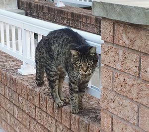 Close-up of cat