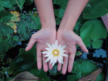 High angle view of hand holding flowering plants