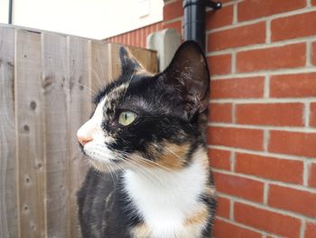 Close-up of cat by brick wall