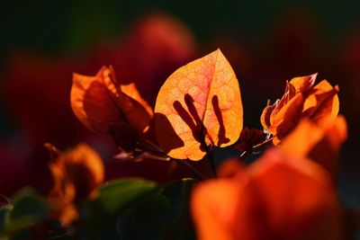 Close-up of orange flowering plant leaves