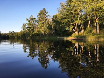 Reflection of trees in calm lake