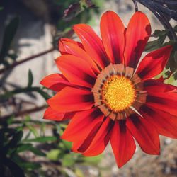 Close-up of red flower blooming outdoors