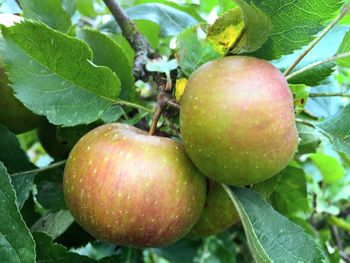 Close-up of fruit growing on tree