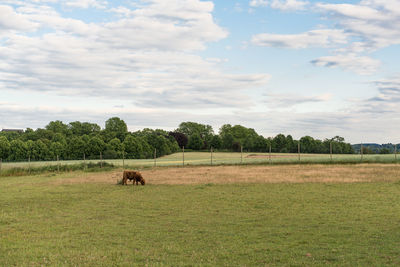 Young highland cattle grazes on his pasture in the evening in may.