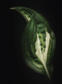 Close-up of flower against black background