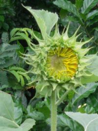 Close-up of flower