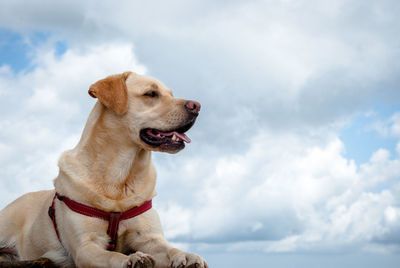 Low angle view of dog looking away against sky