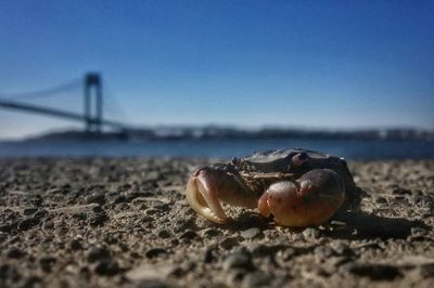 Close-up of crab on beach against clear sky