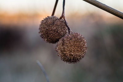 Close-up of dried plant