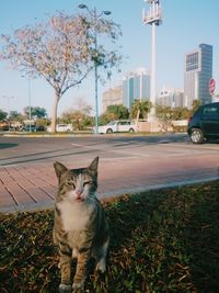 Portrait of cat on street in city