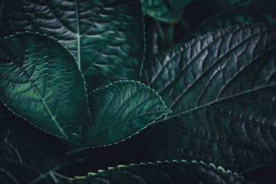 Full frame shot of fern in forest