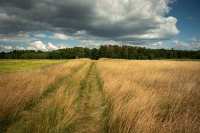 Scenic view of field against sky