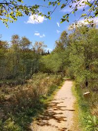 Footpath amidst trees in forest against sky