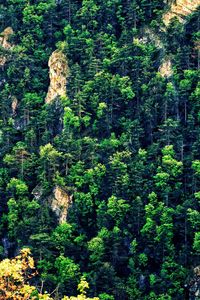 Pine trees in forest