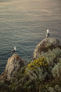 Seagull perching on rock by sea