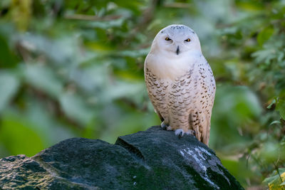 Closeup shot of snowy owl, bubo scandiacus, sitting on a boulder with green blurred background. 