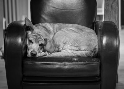 Close-up of dog sleeping