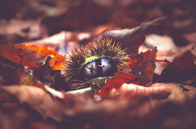 Close-up of honey bee on leaves