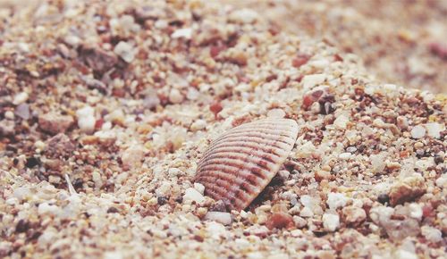 Close-up of seashell