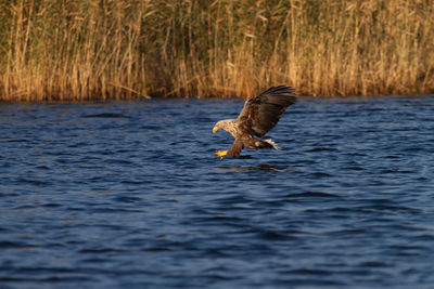 White - tailed eagle in flight.