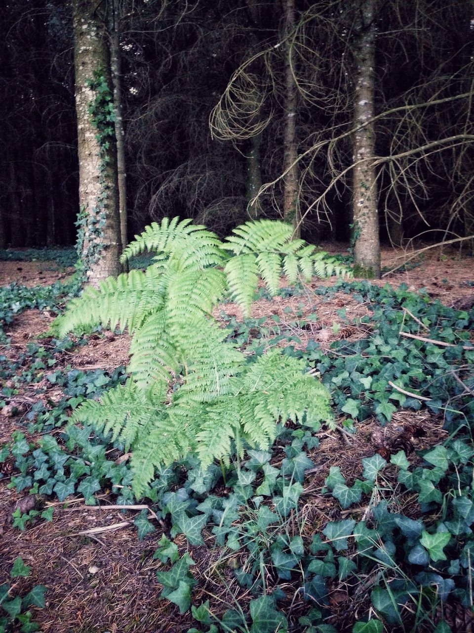 growth, tree, nature, plant, tranquility, branch, beauty in nature, tranquil scene, green color, leaf, scenics, forest, outdoors, field, no people, flower, day, growing, tree trunk, park - man made space