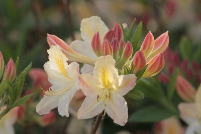 Close-up of flowers blooming outdoors