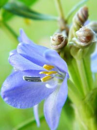 Close-up of purple flowers blooming