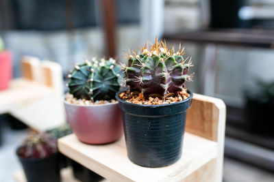 Close-up of potted plants on table