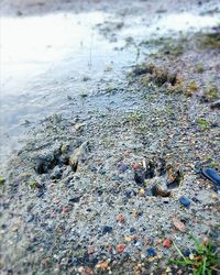 Close-up of crocodile in water