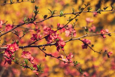 Close-up of pink flowering plant against blurred background